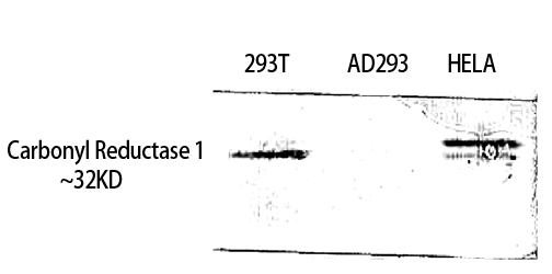 Western blotting validation for Anti-Carbonyl Reductase 1 CBR1 Antibody A02825-2
Western Blot (WB) analysis of 293T