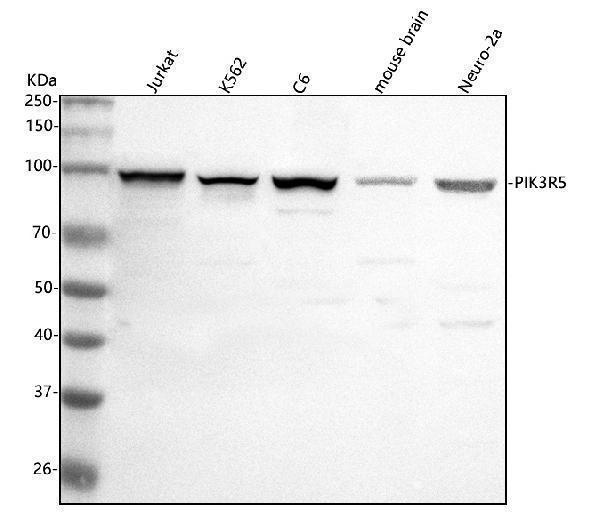  Western blot analysis of PIK3R5 using anti-PIK3R5 antibody (A02827-2)