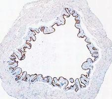 a02828 2 krt20 primary antibodies ihc testing 6
