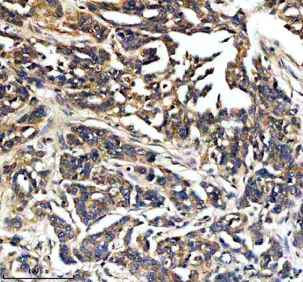 a02829 2 map4k4 primary antibodies ihc testing 2