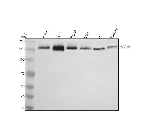 a02829 2 map4k4 primary antibodies wb testing 1