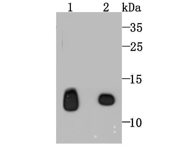 Western blot analysis of HBG1/2 on human placenta (1) and human brain (2) tissue lysates using anti-HBG1/2 antibody at 1/500 dilution