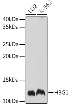 a02830 hbg1 primary antiboties wb testing 1