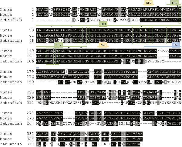 Foxe1 protein structure in human, mouse and zebrafish