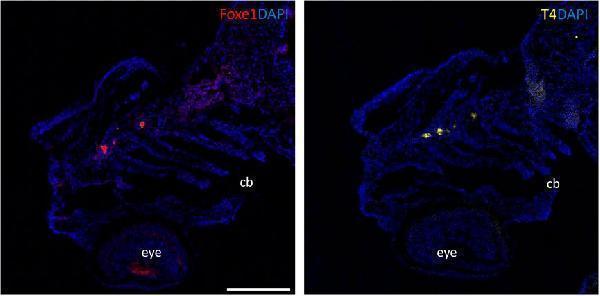 a02831 5 fcell 11 1143844 g003