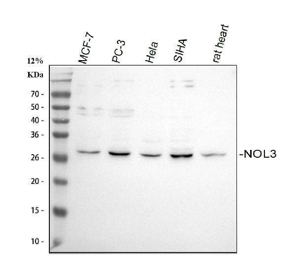 a02831 5 nol3 primary antibodies wb testing 1