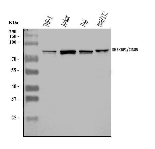  Western blot analysis of SH3KBP1 using anti-SH3KBP1 antibody (A02835-1)