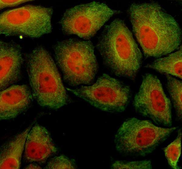 a02836 1 fpgs primary antibodies if testing 1