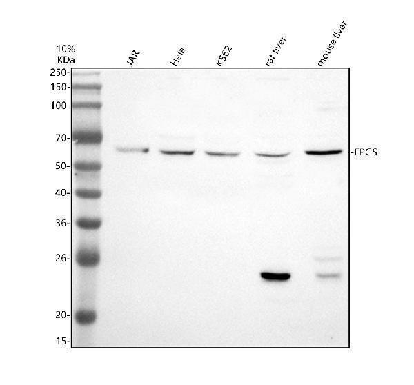a02836 1 fpgs primary antibodies wb testing 1