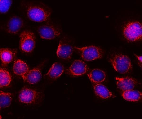 a02837 2 wwc1 primary antibodies if testing 2