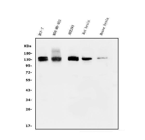 a02837 2 wwc1 primary antibodies wb testing 1