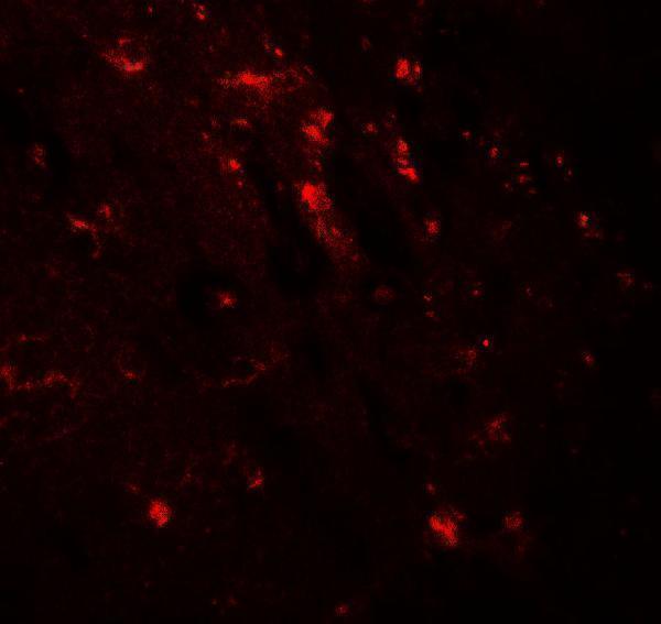 a02837 wwc1 primary antibodies if testing 3