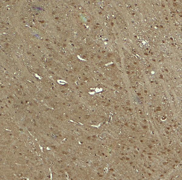 a02837 wwc1 primary antibodies ihc testing 2