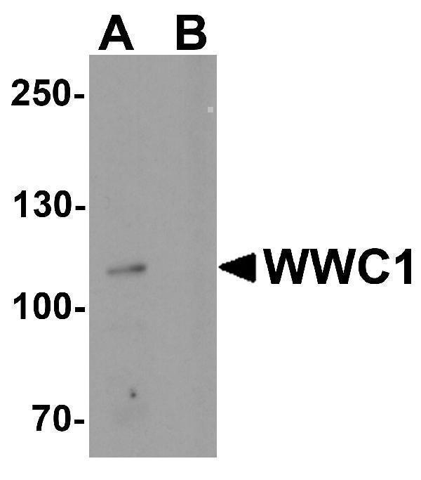 a02837 wwc1 primary antibodies wb testing 1