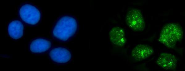  IF analysis of HPD using anti-HPD antibody (A02838-1)