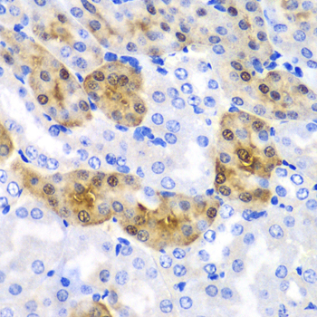 a02838 hpd primary antiboties ihc testing 3
