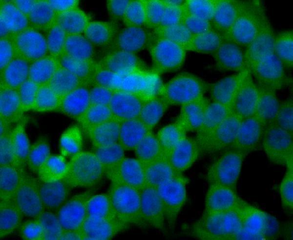 ICC staining SULT2A1 in 293T cells (green)