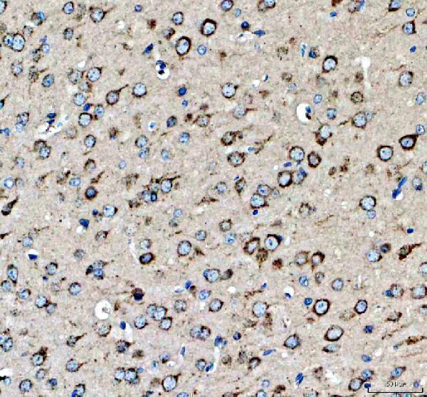 a02841 2 mc3r primary antibodies ihc testing 2