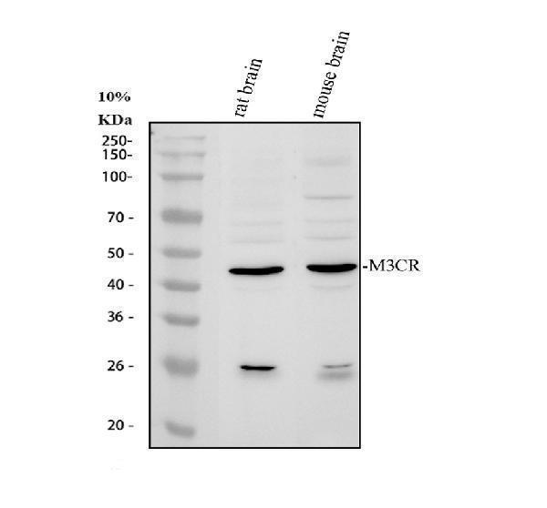 a02841 2 mc3r primary antibodies wb testing 1