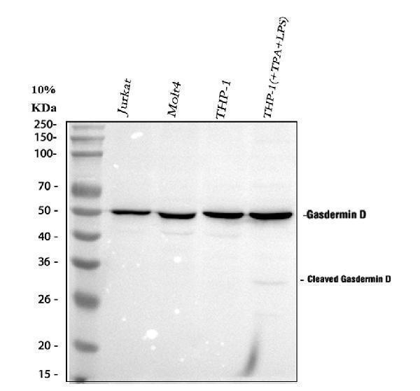  Western blot analysis of GSDMD using anti-GSDMD antibody (A02842)