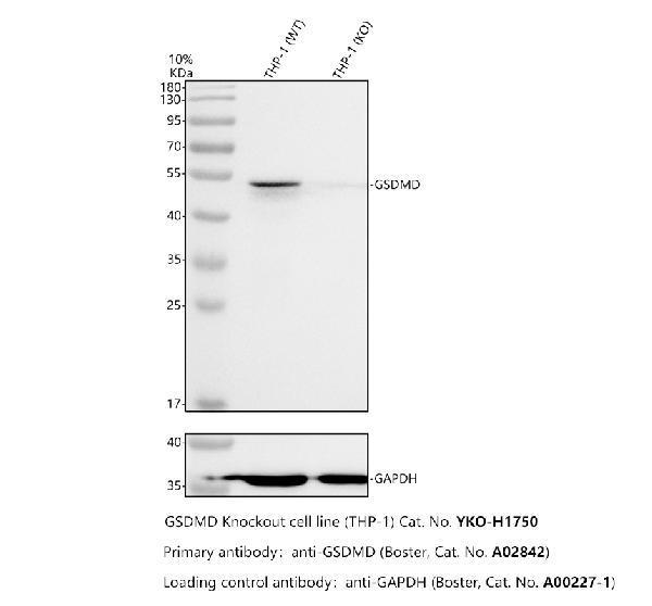Western blot analysis of GSDMD using anti-GSDMD antibody (A02842)