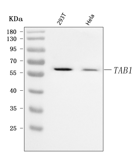 a02847 1 tab1 primary antibodies wb testing 1