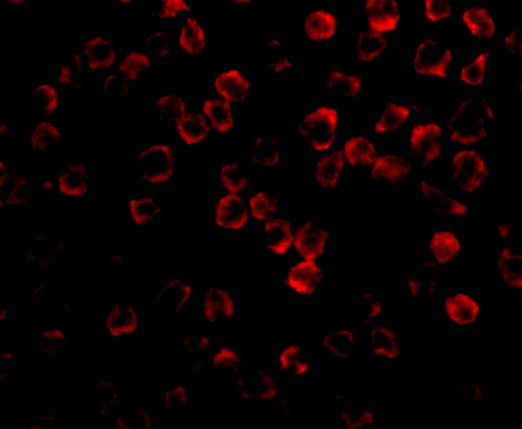Immunofluorescence of TAB1 in 3T3 cells with TAB1 antibody at 2 μg/mL