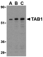 Western blot analysis of TAB1 in 3T3 cell lysate with TAB1 antibody at (A) 0