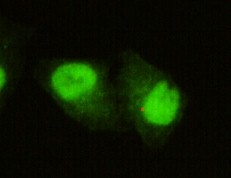 a02849 kdm5c primary antibodies if testing 1