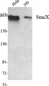 a02849 kdm5c primary antibodies wb testing 2