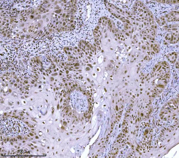 a02850 1 kdm4a primary antibodies ihc testing 4