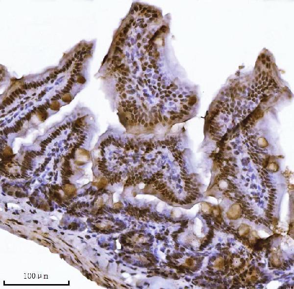 a02850 1 kdm4a primary antibodies ihc testing 5