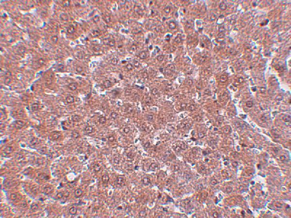 Immunohistochemistry of JMJD2A in rat liver tissue with JMJD2A antibody at 5 μg/mL