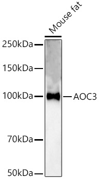 a02851 aoc3 primary antiboties wb testing 1