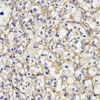 a02851 aoc3 primary antiboties wb testing 2