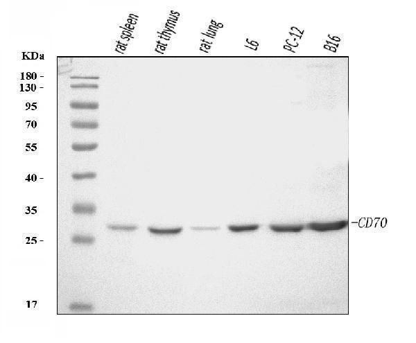  Western blot analysis of Cd70 using anti-Cd70 antibody (A02853-2)