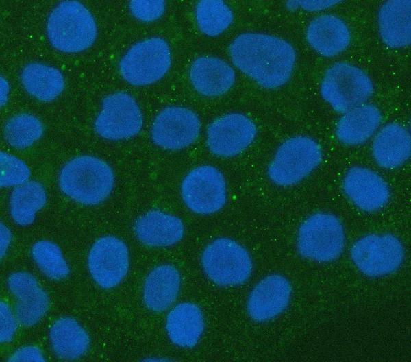  IF analysis of XRN1 using anti-XRN1 antibody (A02855-2)