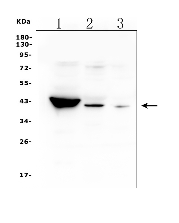 a02856 2 hsd3b1 primary antibodies wb testing 1_1