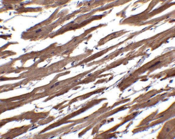 a02857 1 rspo1 primary antibodies ihc testing 6