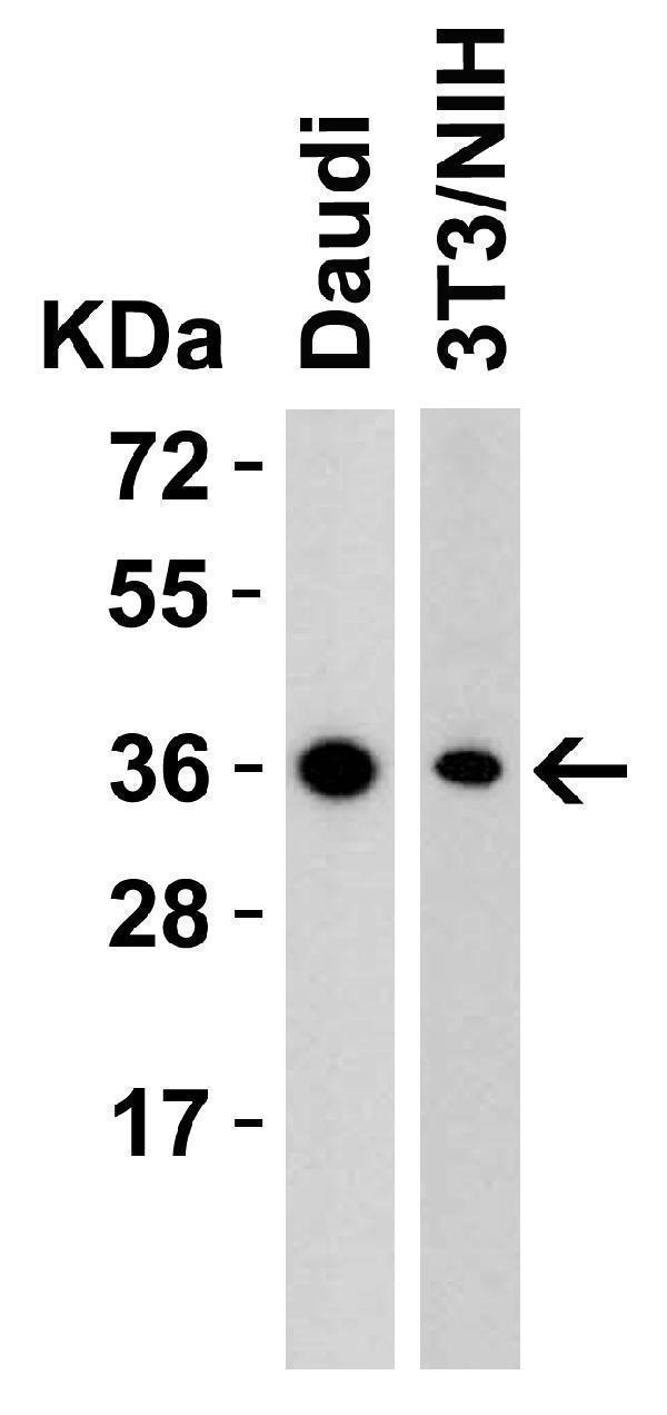Western Blot Validation in Human and Mouse Cell Lines
Loading: 15 μg of lysates per lane
