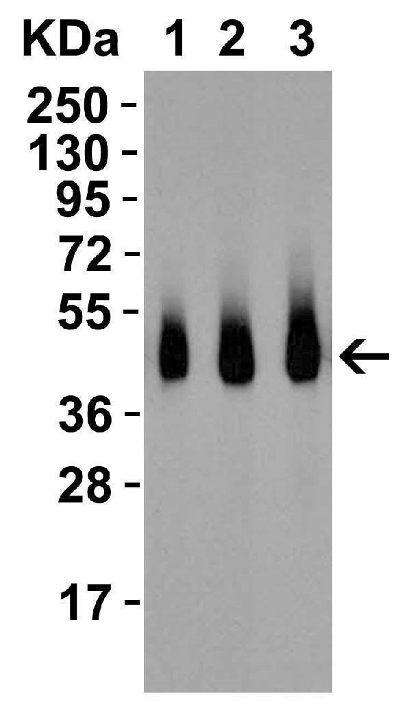 Western Blot Validation with Recombinant Protein
Loading: 30 ng of human RSPO1 recombinant protein per lane