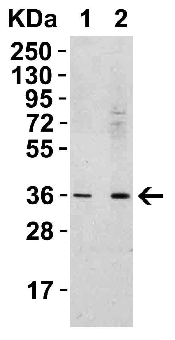 Western Blot Validation in Human Spleen 
Loading: 15 μg of lysates per lane