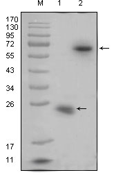 Western Blot analysis using R-Spondin Monoclonal Antibody against recombinant R-spondin1 protein (1) and R-spondin1 (aa21-263)-hIgGFc transfected HEK293 cell lysate (2)