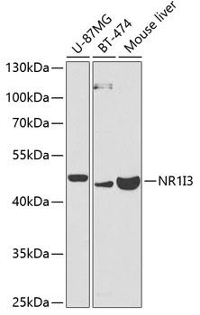 a02858 nr1i3 primary antiboties wb testing 1