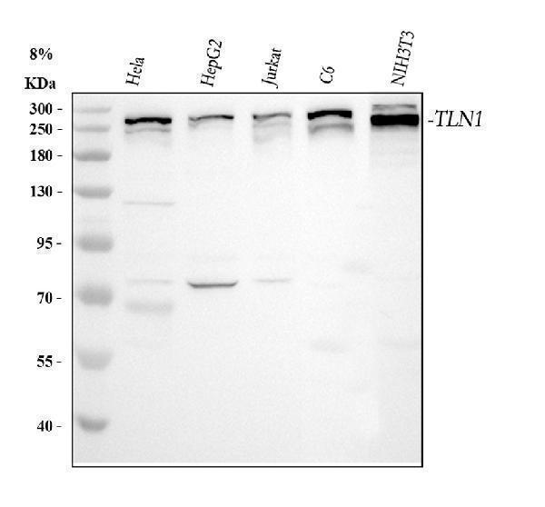 a02859 1 tln1 primary antibodies wb testing 1