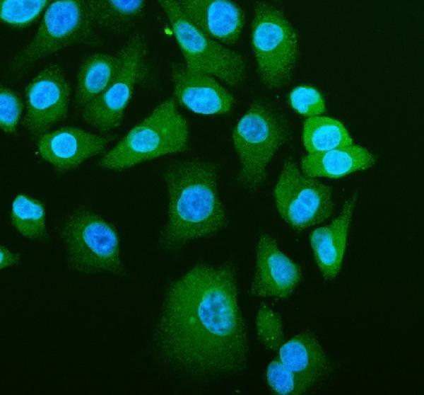 a02859 2 tln1 primary antibodies if testing 1