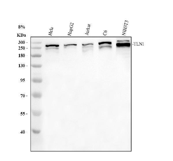 a02859 2 tln1 primary antibodies wb testing 1