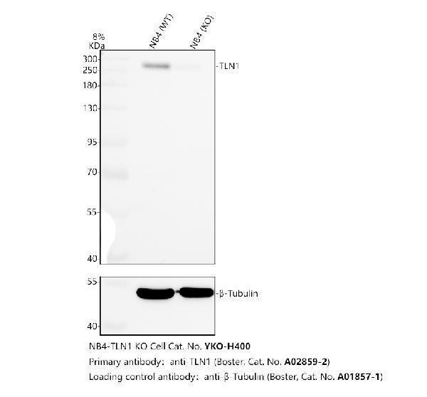 a02859 2 tln1 primary antibodies wb testing 2