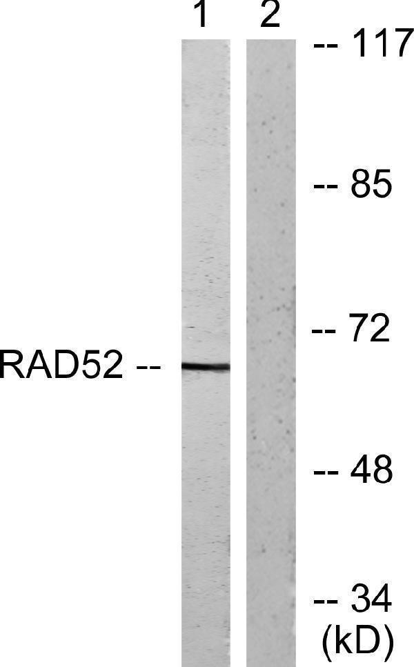 a02860 1 dpysl2 primary antibodies wb testing 3