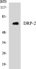 a02860 1 dpysl2 primary antibodies wb testing 4